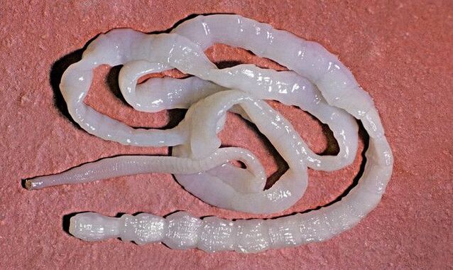 beef tapeworms from the human body