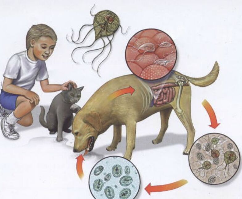 How parasite infection occurs
