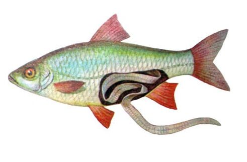 fish as a cause of human parasite infection