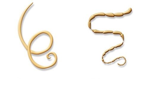 human parasites of roundworms and tapeworms