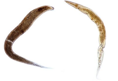 human parasites pinworms
