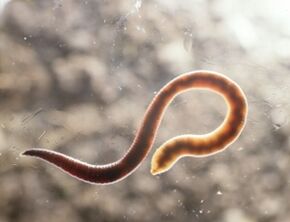 a worm parasite in humans