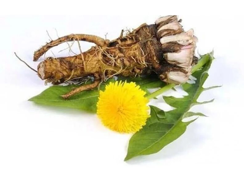 dandelion root in Vermixin capsules against parasites